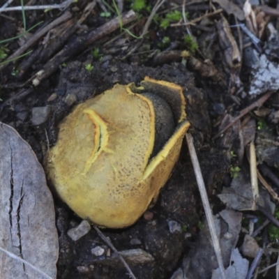 Scleroderma sp. (Scleroderma) at Bruce, ACT - 5 May 2020 by Alison Milton