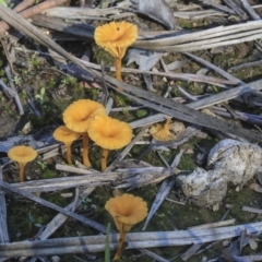 Lichenomphalia chromacea (Yellow Navel) at Bruce Ridge to Gossan Hill - 5 May 2020 by AlisonMilton