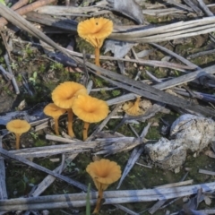 Lichenomphalia chromacea (Yellow Navel) at Bruce, ACT - 5 May 2020 by AlisonMilton