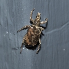 Ethemaia sellata (Grey-banded leaf weevil) at Higgins, ACT - 29 Apr 2020 by AlisonMilton