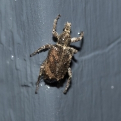 Ethemaia sellata (Grey-banded leaf weevil) at Higgins, ACT - 29 Apr 2020 by AlisonMilton