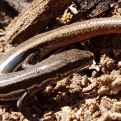 Morethia boulengeri (Boulenger's Skink) at Amaroo, ACT - 12 May 2020 by tpreston