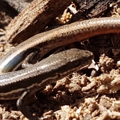 Morethia boulengeri (Boulenger's Skink) at Amaroo, ACT - 12 May 2020 by trevorpreston
