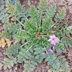 Erodium cicutarium at Forde, ACT - 12 May 2020