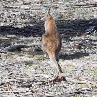 Notamacropus rufogriseus (Red-necked Wallaby) at Mulligans Flat - 12 May 2020 by tpreston