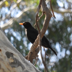 Turdus merula at Kambah, ACT - 10 May 2020 11:10 AM