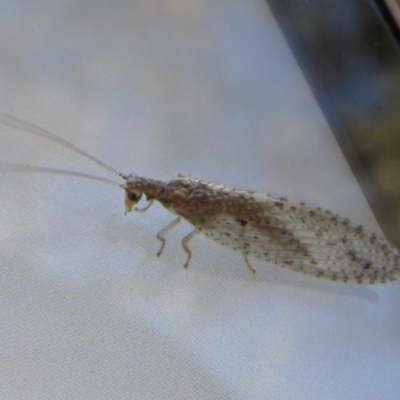 Micromus tasmaniae (Tasmanian Brown Lacewing) at Jerrabomberra Wetlands - 12 May 2020 by Christine