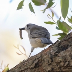 Colluricincla harmonica (Grey Shrikethrush) at Acton, ACT - 12 Mar 2020 by Alison Milton