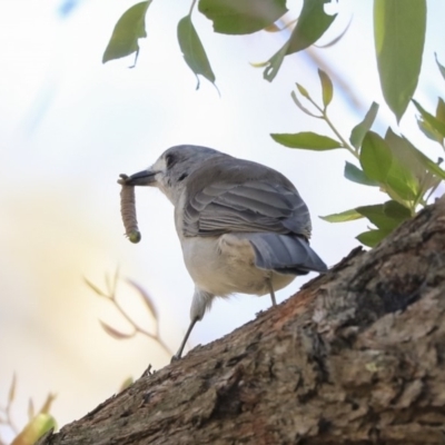 Colluricincla harmonica (Grey Shrikethrush) at Acton, ACT - 13 Mar 2020 by AlisonMilton