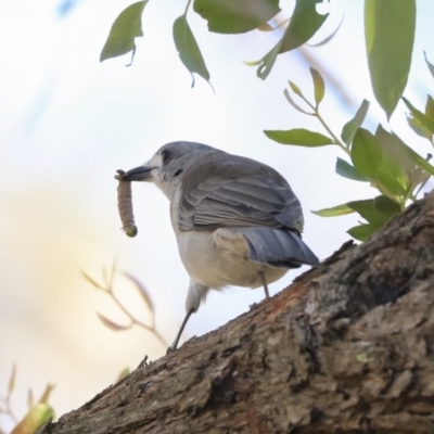 Colluricincla harmonica (Grey Shrikethrush) at Acton, ACT - 12 Mar 2020 by Alison Milton