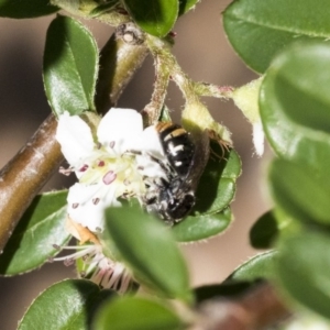 Lipotriches (Austronomia) ferricauda at Acton, ACT - 13 Mar 2020