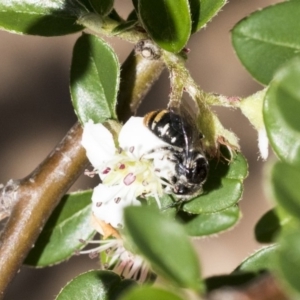 Lipotriches (Austronomia) ferricauda at Acton, ACT - 13 Mar 2020