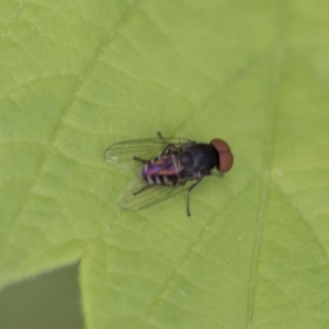 Platypezidae sp. (family) at Higgins, ACT - 7 Mar 2020