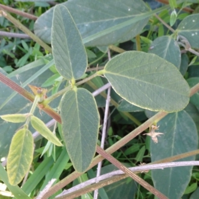 Oxytes brachypoda (Large Tick-trefoil) at Mount Ainslie - 12 May 2020 by JanetRussell