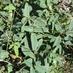 Oxytes brachypoda at Mount Ainslie - 12 May 2020