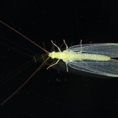 Mallada signatus (Green Lacewing) at Ainslie, ACT - 28 Nov 2019 by jb2602