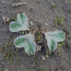 Riccia lamellosa (Liverwort) at Campbell Park Woodland - 12 May 2020 by JanetRussell