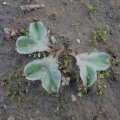 Riccia lamellosa (Liverwort) at Majura, ACT - 12 May 2020 by JanetRussell