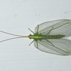 Nothancyla verreauxi (A Green Lacewing (with wide wings)) at Ainslie, ACT - 28 Nov 2019 by jbromilow50