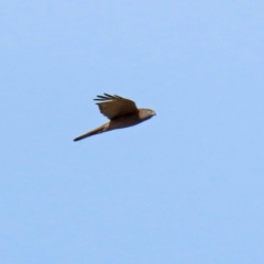 Accipiter fasciatus (Brown Goshawk) at Molonglo River Reserve - 12 May 2020 by RodDeb