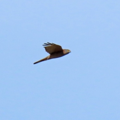 Accipiter fasciatus (Brown Goshawk) at Molonglo River Reserve - 12 May 2020 by RodDeb