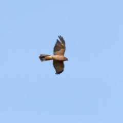 Accipiter fasciatus at Molonglo River Reserve - 12 May 2020