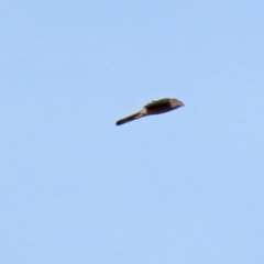 Accipiter fasciatus at Molonglo River Reserve - 12 May 2020