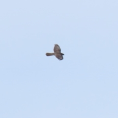 Accipiter fasciatus at Molonglo River Reserve - 12 May 2020