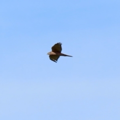 Accipiter fasciatus at Molonglo River Reserve - 12 May 2020