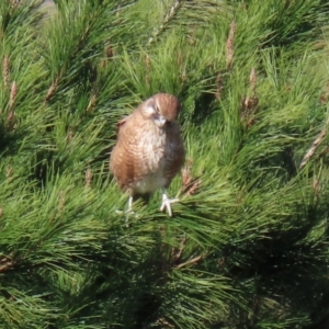 Falco berigora at Molonglo River Reserve - 12 May 2020