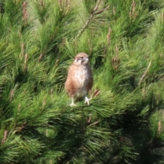 Falco berigora at Molonglo River Reserve - 12 May 2020