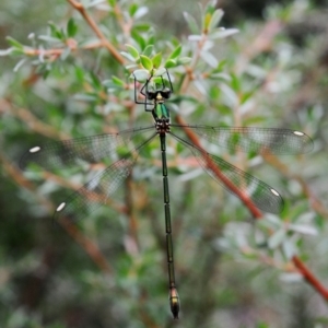 Synlestes weyersii at Wee Jasper, NSW - 14 Feb 2010