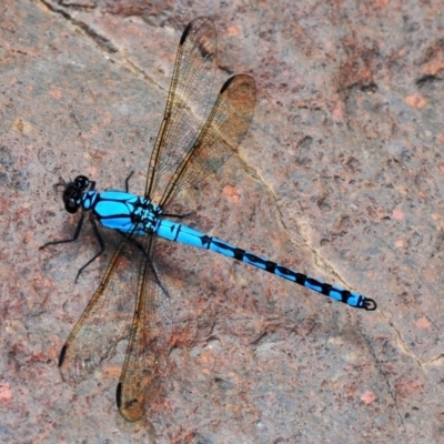 Diphlebia nymphoides (Arrowhead Rockmaster) at Cotter River, ACT - 11 Jan 2009 by Harrisi