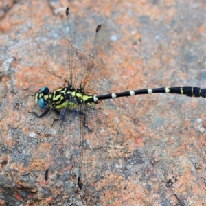 Hemigomphus heteroclytus at Cotter River, ACT - 11 Jan 2009