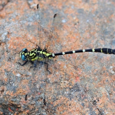 Hemigomphus heteroclytus (Stout Vicetail) at Cotter River, ACT - 11 Jan 2009 by Harrisi