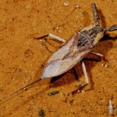 Laccotrephes tristis (Water Scorpion or Toe-biter) at Cotter River, ACT - 11 Jan 2009 by Harrisi