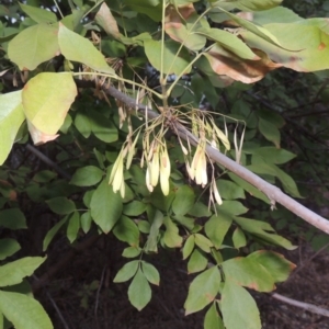 Fraxinus angustifolia at Tuggeranong DC, ACT - 15 Jan 2020