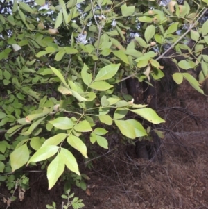 Fraxinus angustifolia at Tuggeranong DC, ACT - 15 Jan 2020