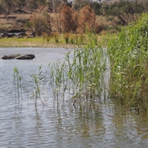 Phragmites australis at Greenway, ACT - 22 Jan 2020