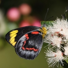 Delias nigrina (Black Jezebel) at Black Range, NSW - 10 Apr 2019 by AndrewMcCutcheon