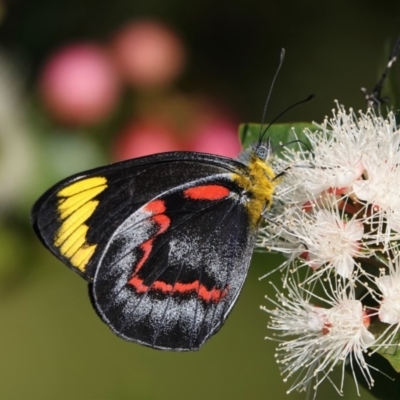 Delias nigrina (Black Jezebel) at Black Range, NSW - 10 Apr 2019 by AndrewMcCutcheon