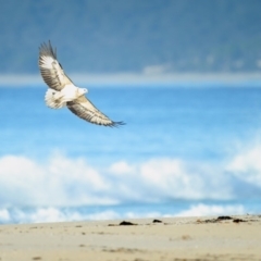 Haliaeetus leucogaster (White-bellied Sea-Eagle) at Eden, NSW - 12 May 2020 by Leo
