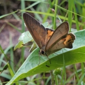Hypocysta metirius at Black Range, NSW - 22 Feb 2019 02:50 PM