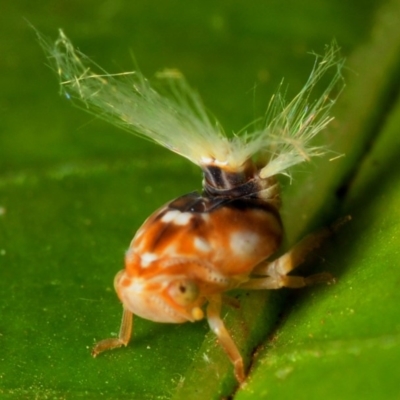 Scolypopa australis (Passionvine hopper, Fluffy bum) at Acton, ACT - 10 Jan 2009 by Harrisi