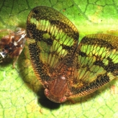 Scolypopa australis (Passionvine hopper, Fluffy bum) at ANBG - 10 Jan 2009 by Harrisi