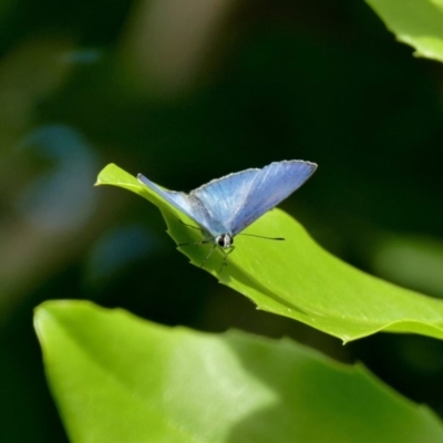 Eirmocides absimilis (Common Pencil-Blue) at Black Range, NSW - 10 Oct 2015 by AndrewMcCutcheon