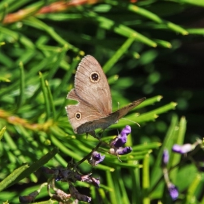 Ypthima arctous (Dusky Knight) at Black Range, NSW - 22 Feb 2019 by AndrewMcCutcheon