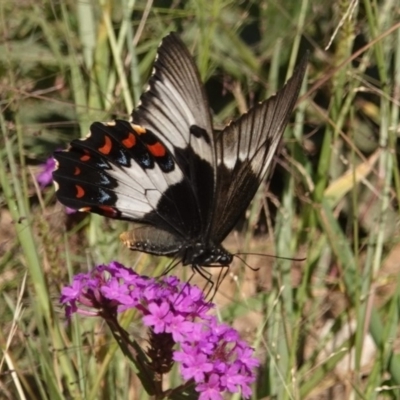 Papilio aegeus (Orchard Swallowtail, Large Citrus Butterfly) at Black Range, NSW - 25 Feb 2019 by AndrewMcCutcheon