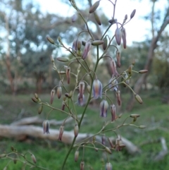 Dianella sp. aff. longifolia (Benambra) (Pale Flax Lily, Blue Flax Lily) at Cook, ACT - 6 May 2020 by CathB