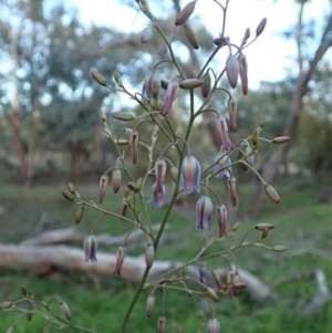 Dianella sp. aff. longifolia (Benambra) at Cook, ACT - 6 May 2020 06:05 PM